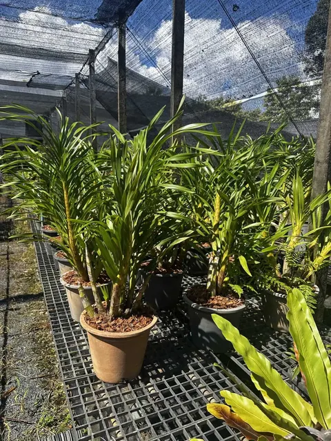 Grammatophyllum speciosum 'Alba' (Grammatophyllum)