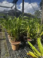 Grammatophyllum speciosum Alba