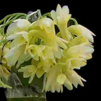 Dendrobium platycaulon sp.