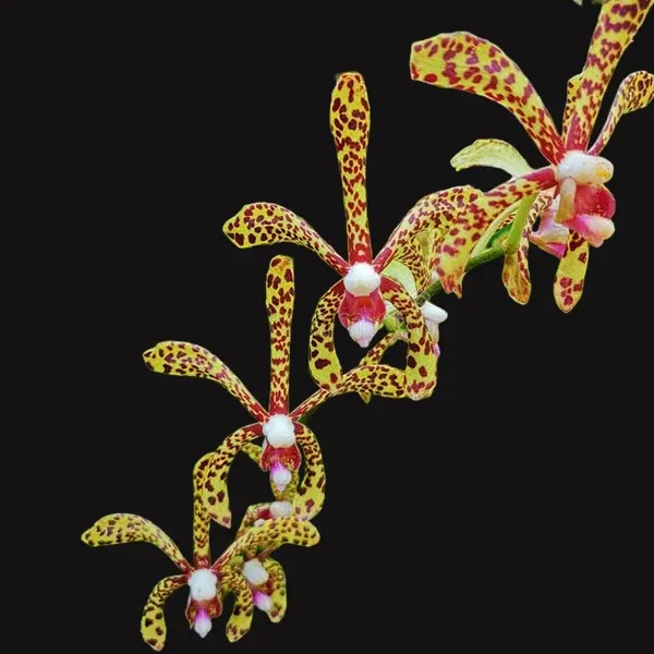Noid Brassia (Brassia)
