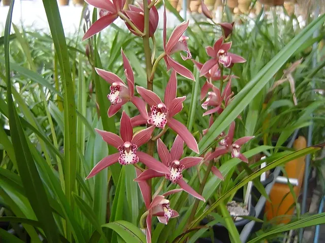 Cymbidium sinense x Tsurugi 'Murasakigenji' (Cymbidium)