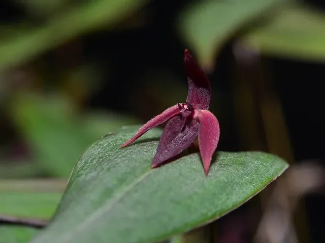 Pleurothallis bucranon (Pleurothallis)