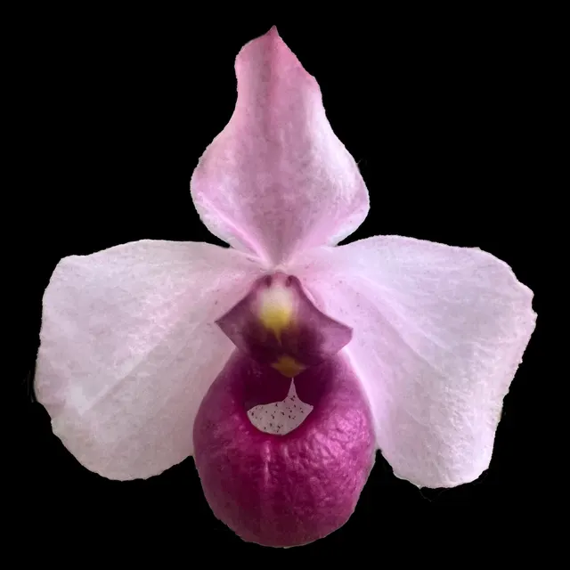 Paphiopedilum delenatii (Paphiopedilum)