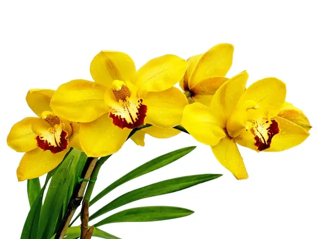 Cymbidium Gold Nugget (Cymbidium)