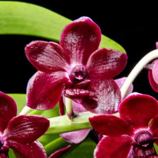 Rhynchonopsis Selina Kuok * Parfumat 'Perfume Queen'