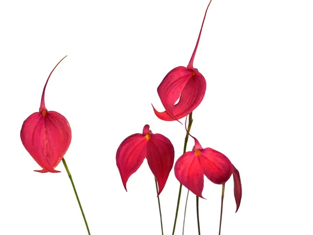 Masdevallia coccinea 'Red Orange' (Masdevallia)