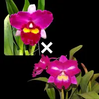 Rlc. Chief Elegant 'YoYo' | 4" pot & Cork Mounts | BS not in bloom — Cork Mount