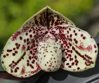 Paphiopedilum bellatulum