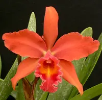 Pot. Lakeland 'Britt' HCC/AOS