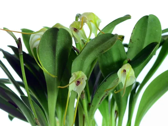 Masdevallia marginella (Masdevallia)