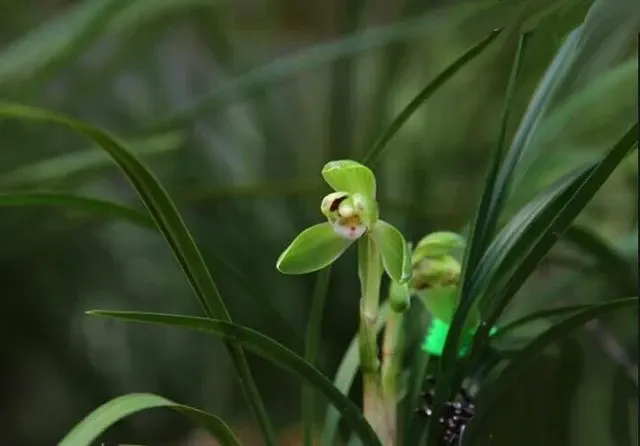 Cymbidium goeringii (Cymbidium)