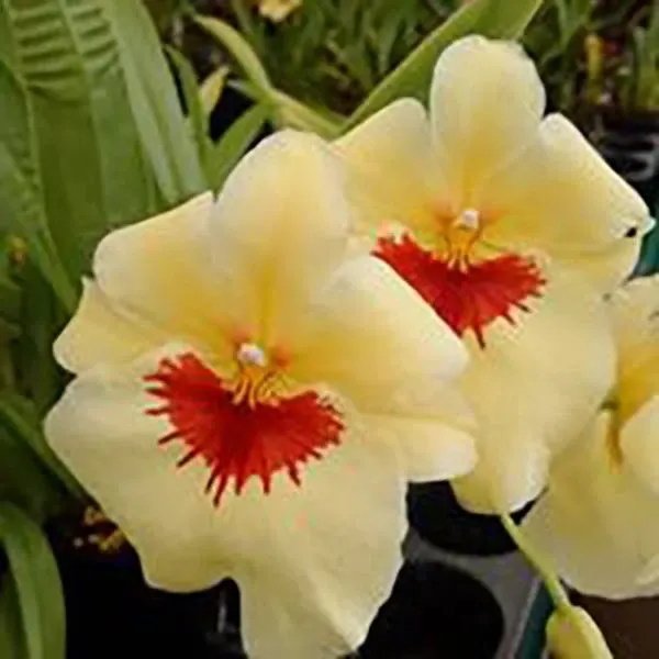 Miltoniopsis Bannana Fandango 'Bannana Bread'