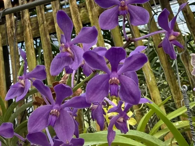 Vanda Motes Wide Open (Vanda)
