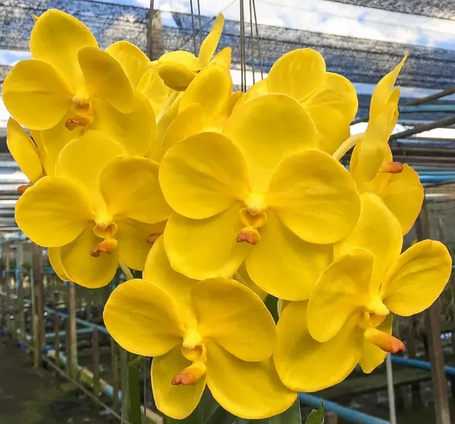 Vanda Yellow 18 (Vanda)