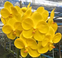 Vanda Yellow 18 (18) Blooming Size