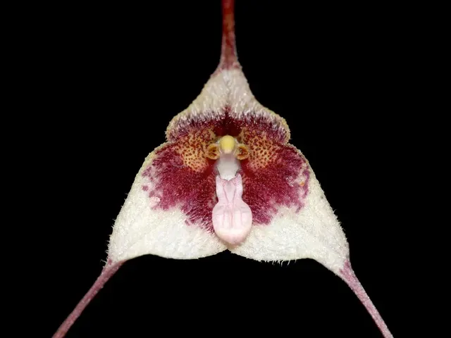 Dracula ripleyana (Dracula)