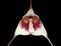 Dracula ripleyana