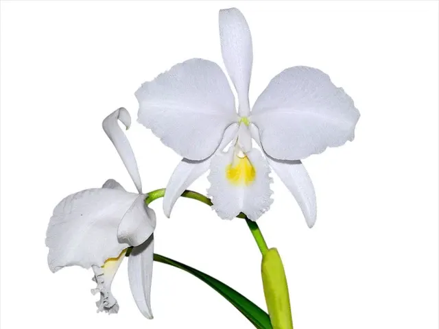 Cattleya trianae f alba (Cattleya)