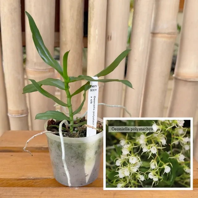 Oeoniella polystachys x sib