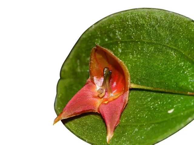 Lepanthes niesseniae x (Lepanthes)