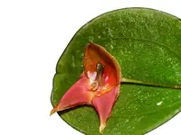 Lepanthes niesseniae x Lths. felis