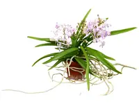 Vandachostylis Lou Sneary
