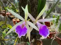 Brassocattleya Nok Noi Orchid Plant 4” Blooming Fragrant Brassocattleya Nodosa for Collectors