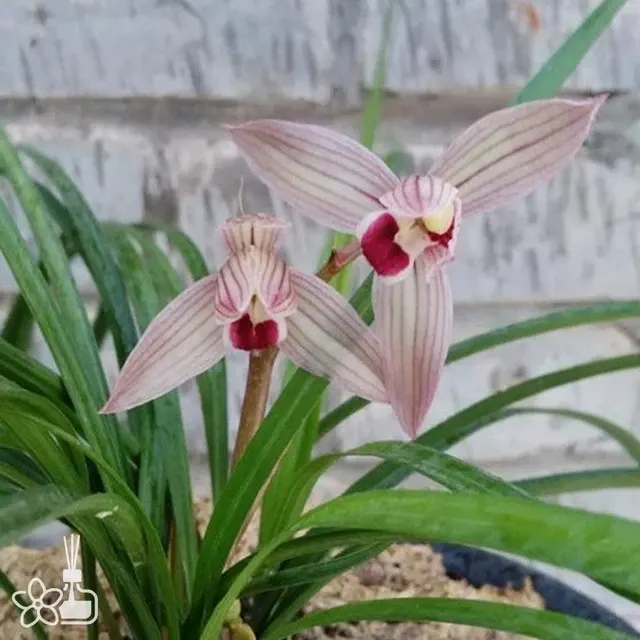 Cymbidium tortisepalum 'XIAO-SI-HONG-SHE'