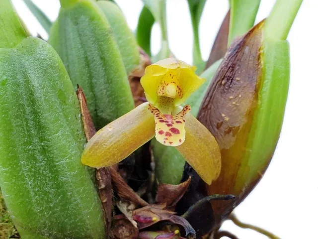 Maxillaria chacoensis (Maxillaria)