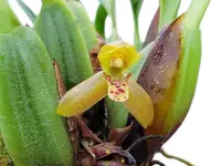 Maxillaria chacoensis
