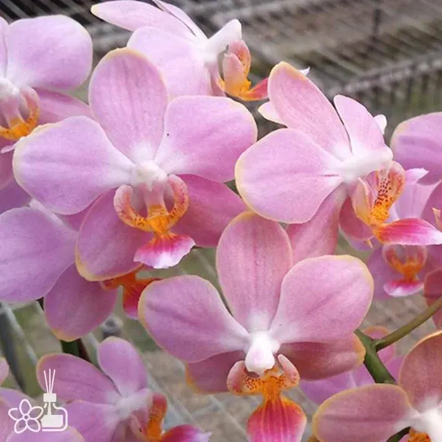 Phalaenopsis Taiwan Glamor '1913'
