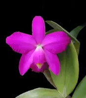 Cattleya violacea