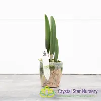 Rhynchovola Jimminey Cricket 'Super Bug' AM/AOS (STC-615) — 2" Pot Oversized / Without Spike