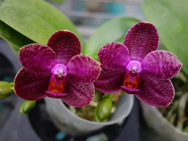 Phalaenopsis I-Hsin Spot Eagle