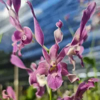 Dendrobium Orchid Plant King Ceasar - Seedling