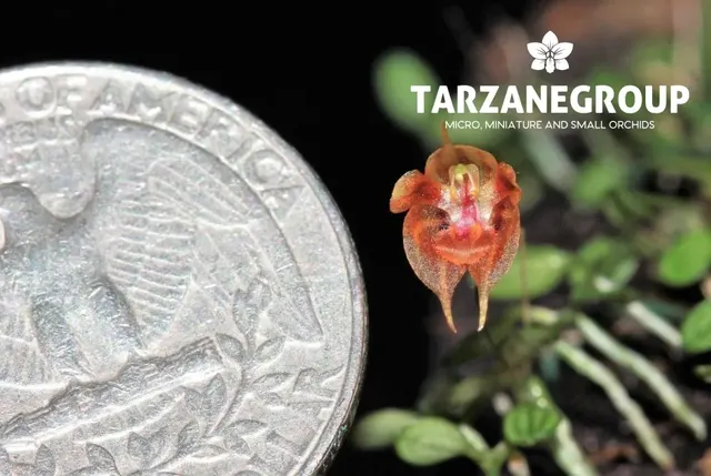 Pleurothallis dressleri (Pleurothallis)