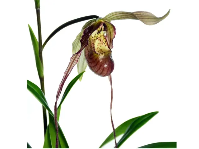 Phragmipedium Predator (Phragmipedium)