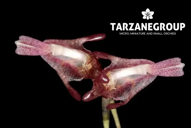 Porroglossum dalstroemii (Porroglossum)