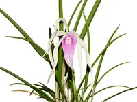 Brassocattleya Ivan Portilla 'Camila'