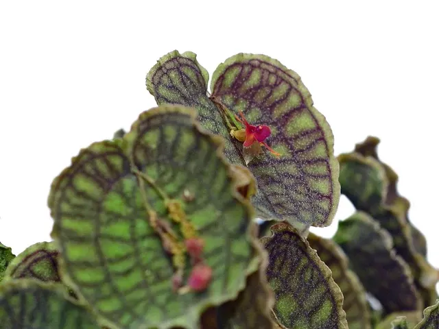 Lepanthes Jmcalsa (Lepanthes)