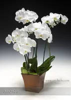 Timeless Elegance Combo in Euro Cachepot