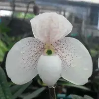 Paph. Wellesleyanum X Paph. Thaianum