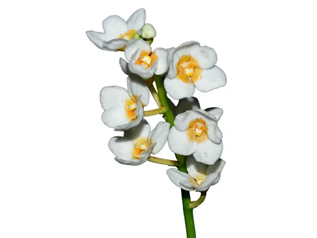 Sarcochilus Yellow Hart (Sarcochilus)