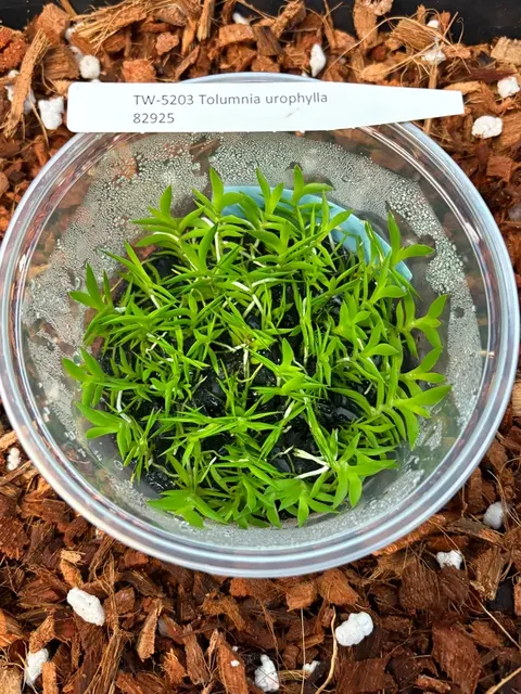Tolumnia urophylla (Tolumnia)