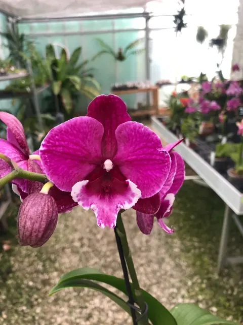 Doritaenopsis 'D23'