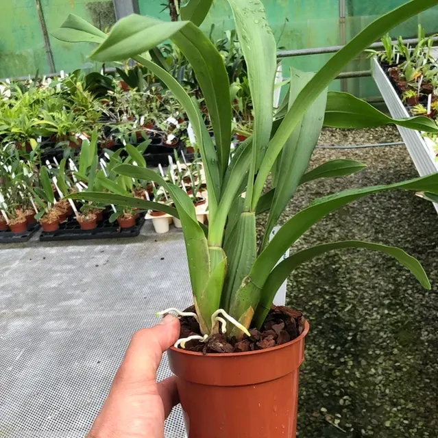 Brassia peruviana (Brassia)