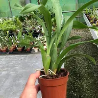 Brassia peruviana — Blühfähige Pflanze