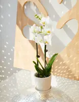 Petite White Orchid with Yellow — Small / Quilted / White