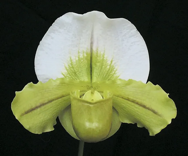Paphiopedilum Via Victoria HCC 'Sunday Special' (Paphiopedilum)