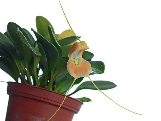 Masdevallia prodigiosa (Masdevallia)